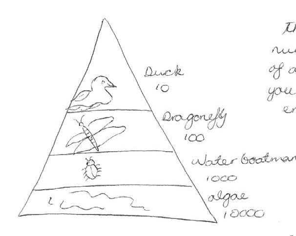 <p>Worksheet: Ecosystems</p>